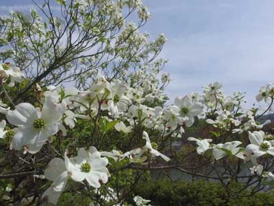 ハナミズキ・・・白が先に咲き（花じゃないけど)ました。