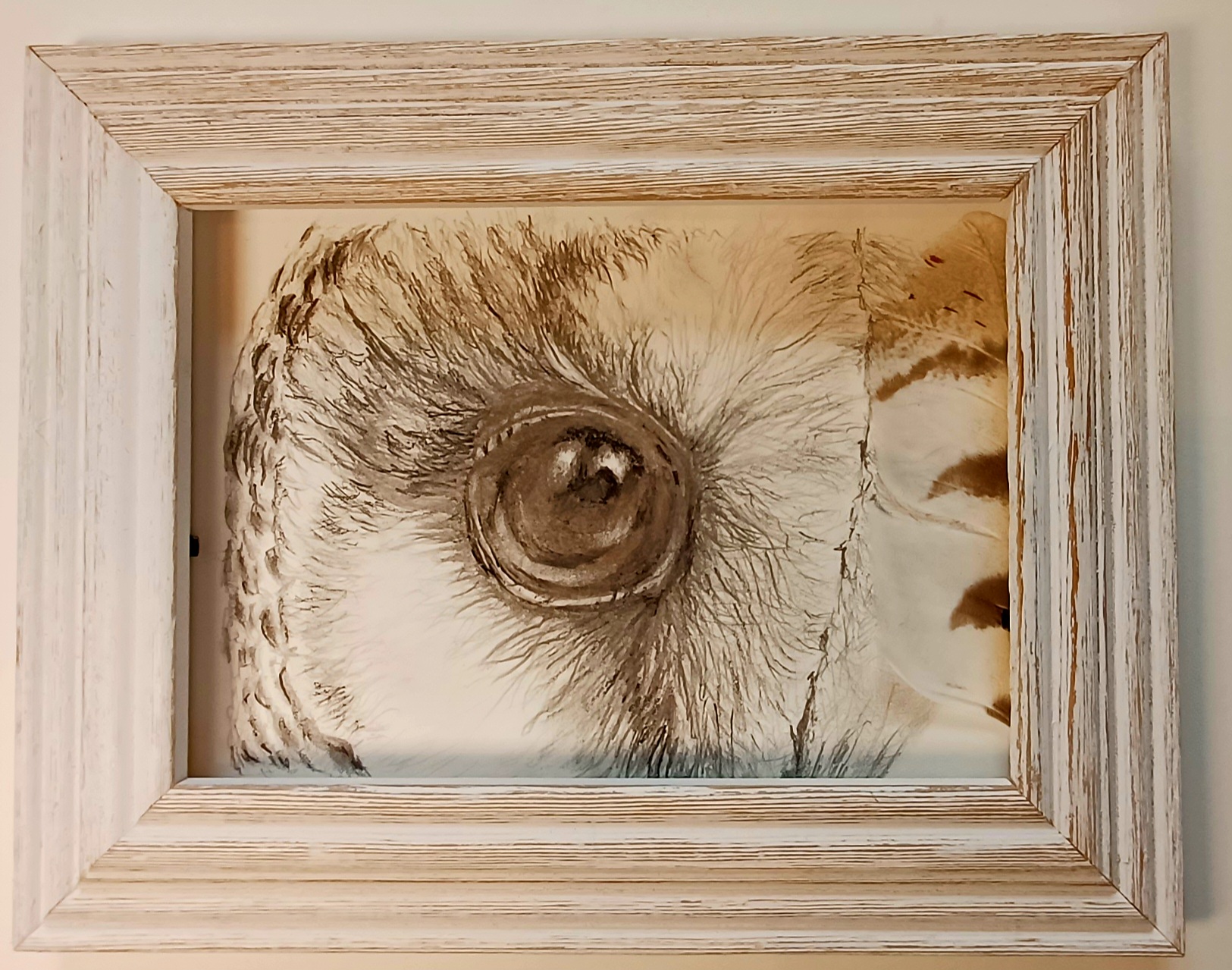 Auge Schleiereule. Bleistift. Preis Fr. 150 (Holzwechselrahmen, Schleiereulen-Feder)