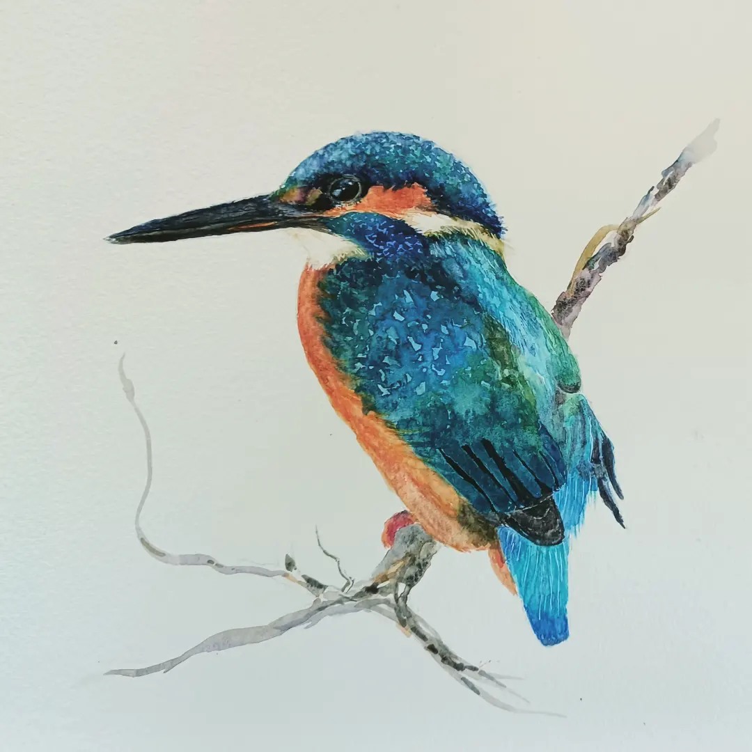 Eisvogel