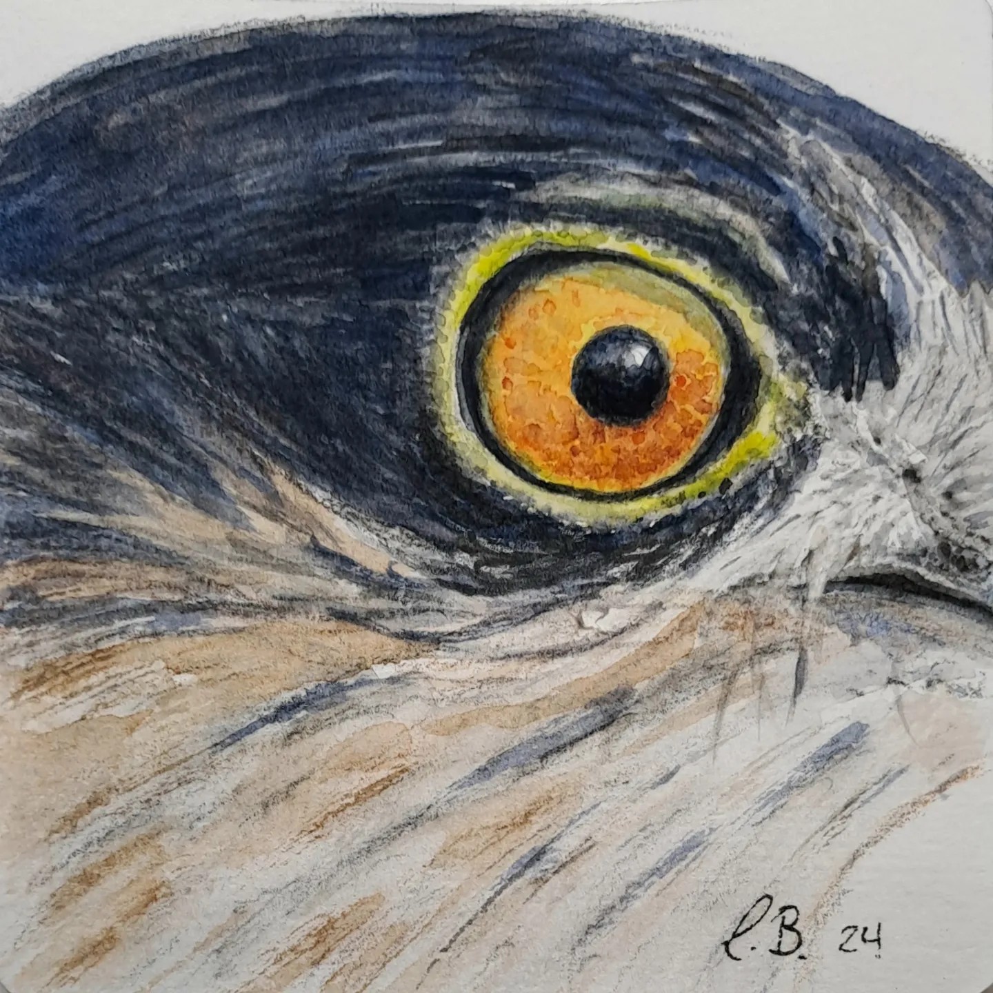 Auge Sperber. 10x10 cm, Fr. 80.-- (Wechselrahmen)