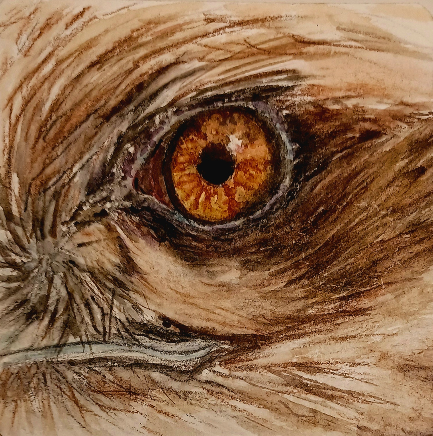 Auge Rohrweihe. 10x10 cm, Fr. 100 (Wechselrahmen)