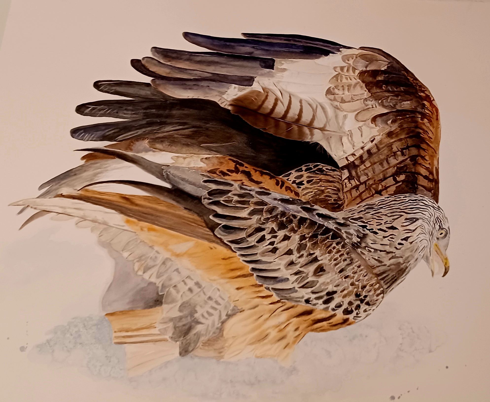 Rotmilane im Schnee. 60x80 cm. Preis auf Anfrage. Holz-Objektrahmen mit Museumsglas. Rotmilan-Feder