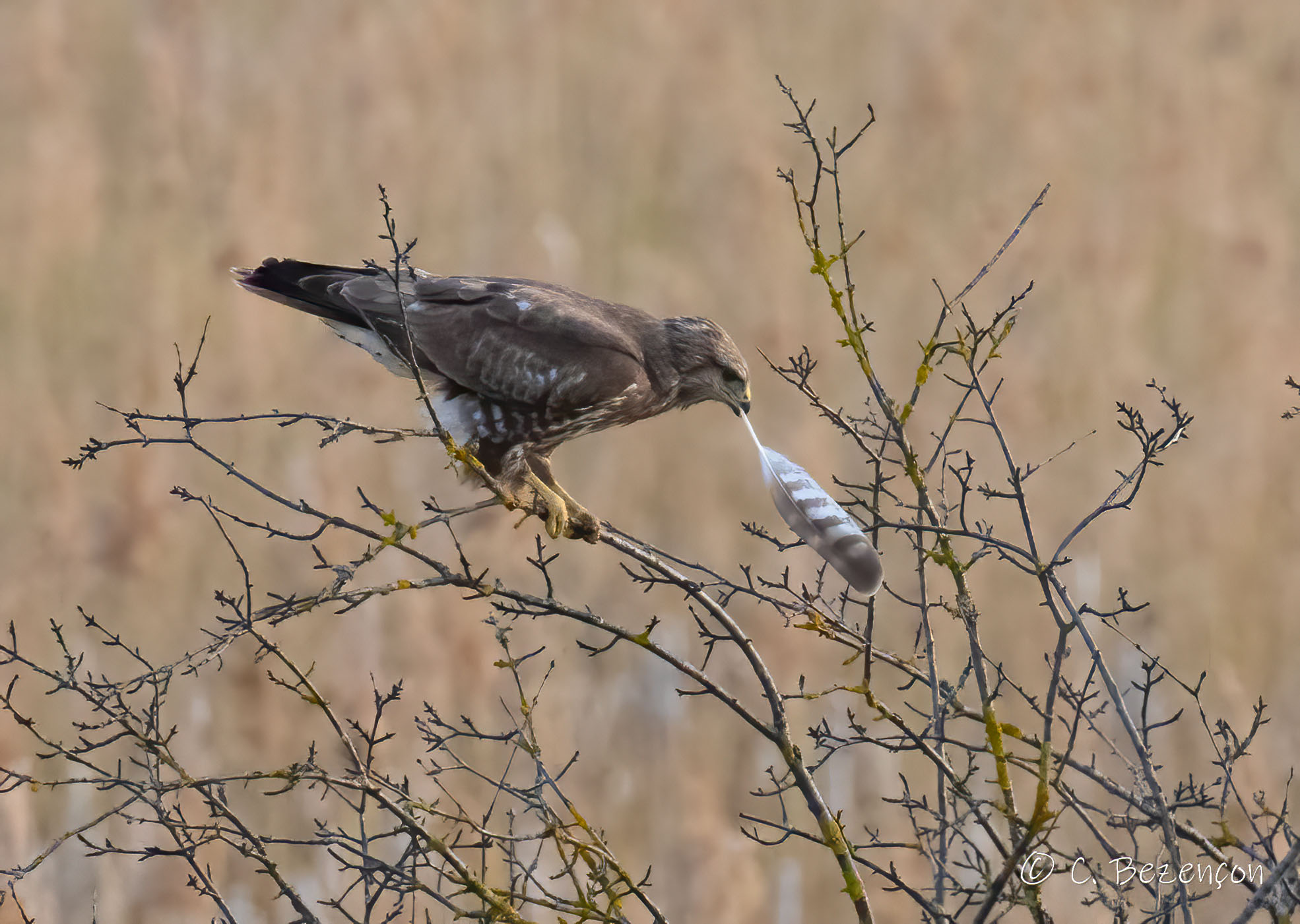 Mäusebussard