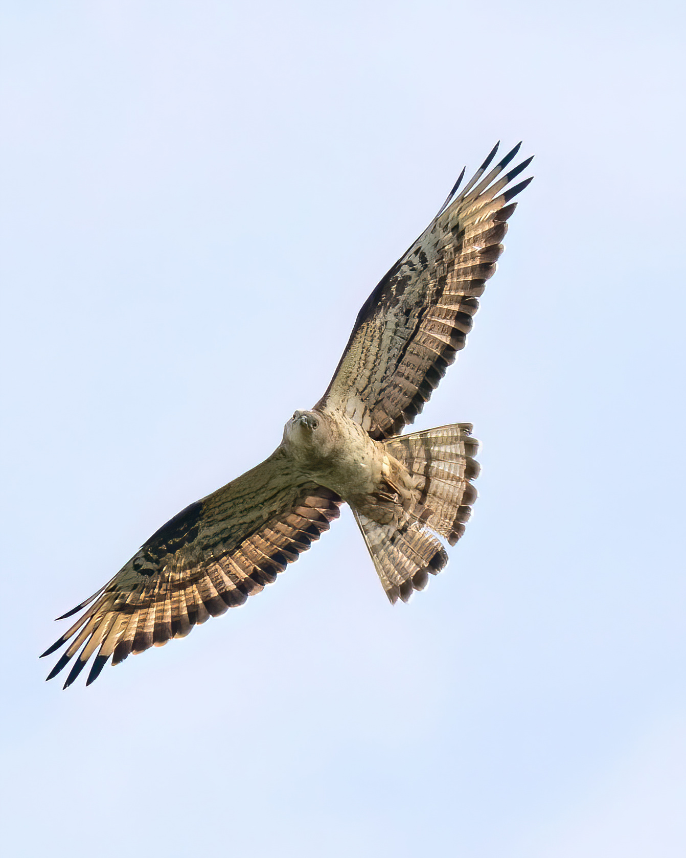 Wespenbussard