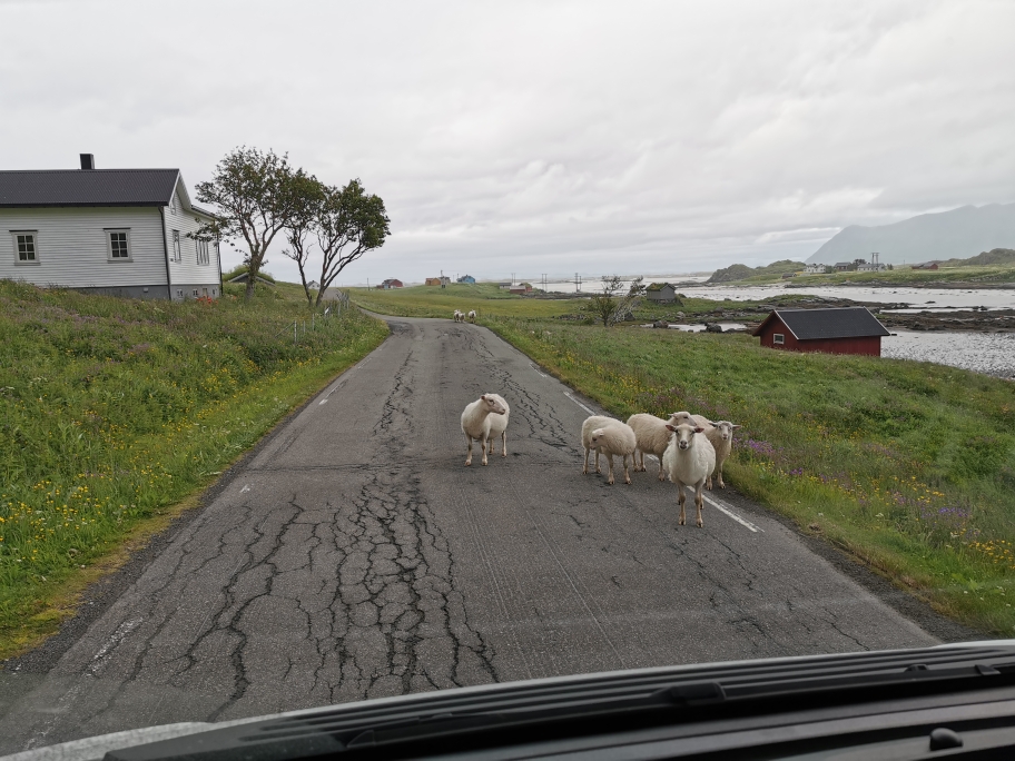 Stehen gerne mal im Weg => Schafe 🐑