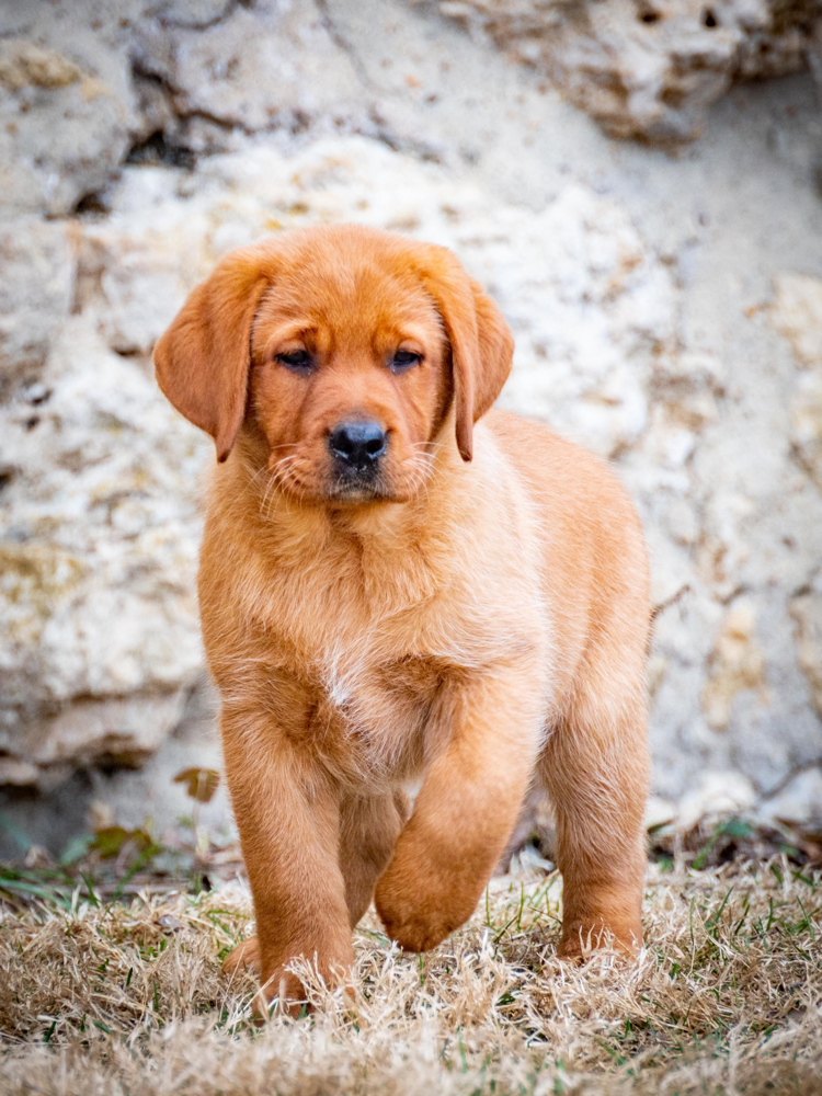 Major CH. Ptd. Iron Hill’s Royal Fortress. “Kimber”. Golden