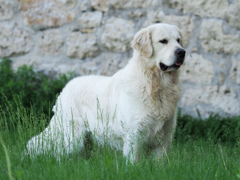 Fantasy Fly Zulu who is such sweet boy from Ukraine. Love him and