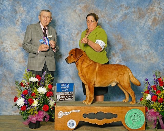 Iron Hill Retrievers Golden & Labrador Retrievers Iowa