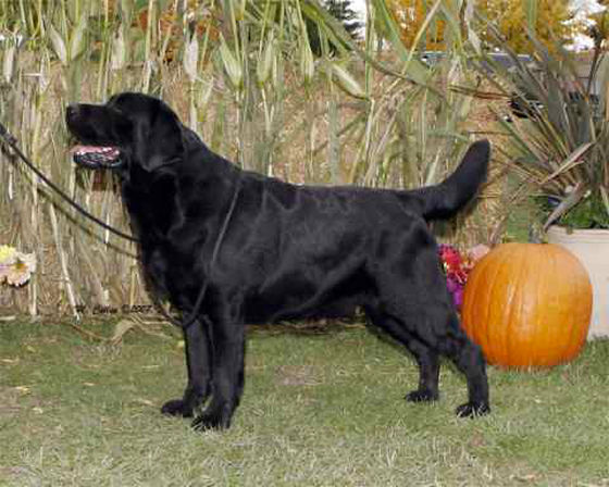 Hyspire labradors outlet