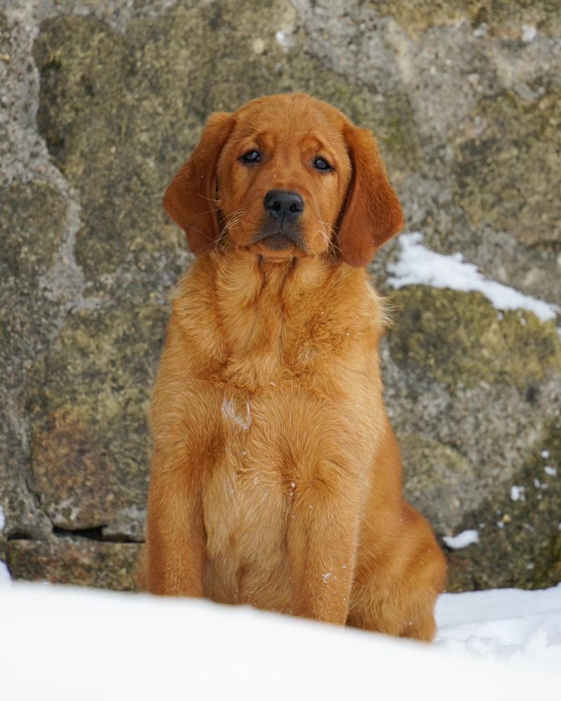 CH Pt. Iron Hill's God Is My Strength, "Gabriella”! Golden & Labrador