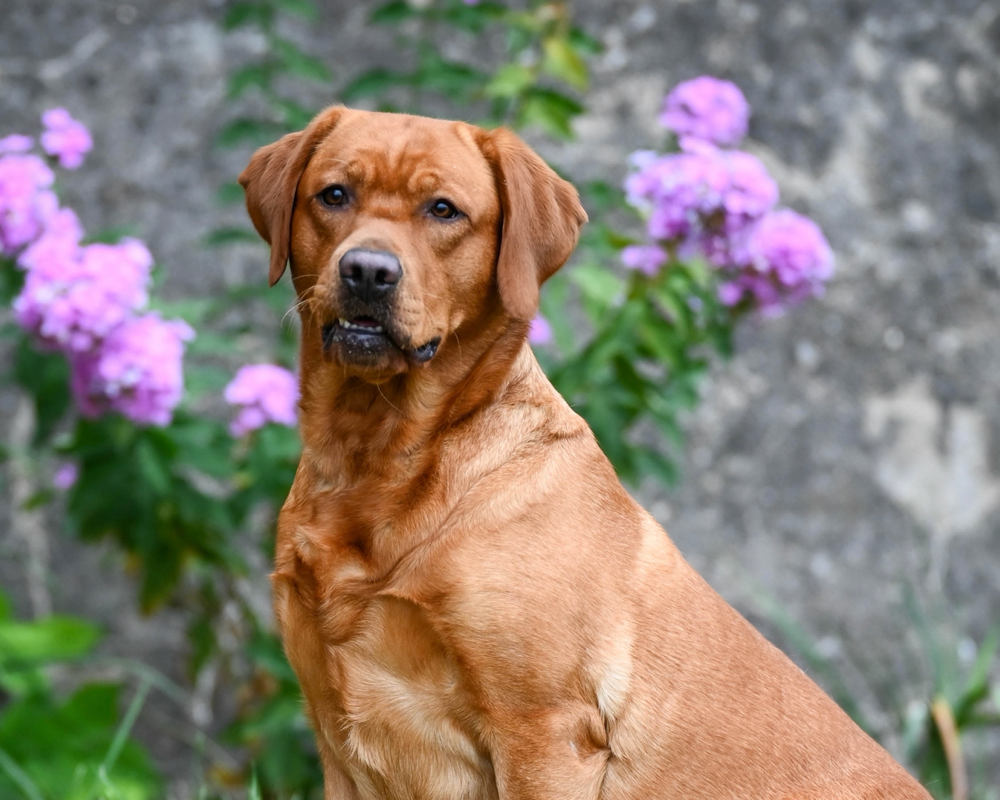 Summerlin labradors on sale