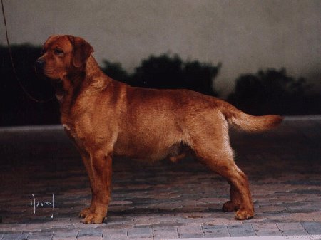 "Keepsake Brickhouse" By Keepsake's Gulliver Travels x Keepsake's Tiger Lily owned and bred by Judy McCormick, Keepsake Labradors