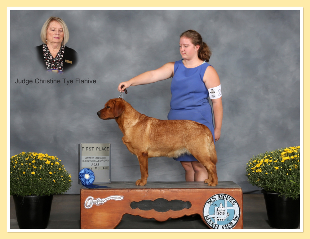 Major CH. Ptd. Iron Hill’s Royal Fortress. “Kimber”. Golden