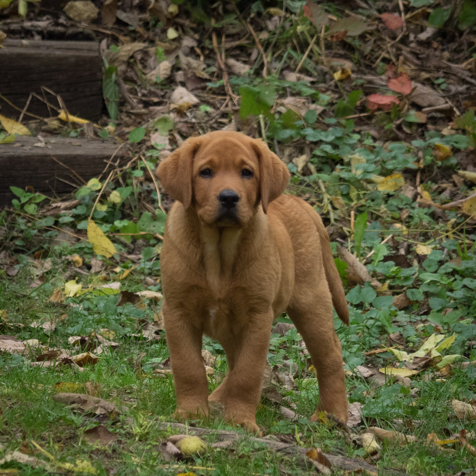 Past Iron Hill Retrievers Labrador Puppies Golden & Labrador