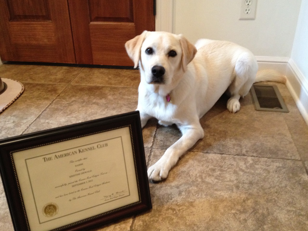 What's New At Iron Hill Golden & Labrador Retrievers Iowa