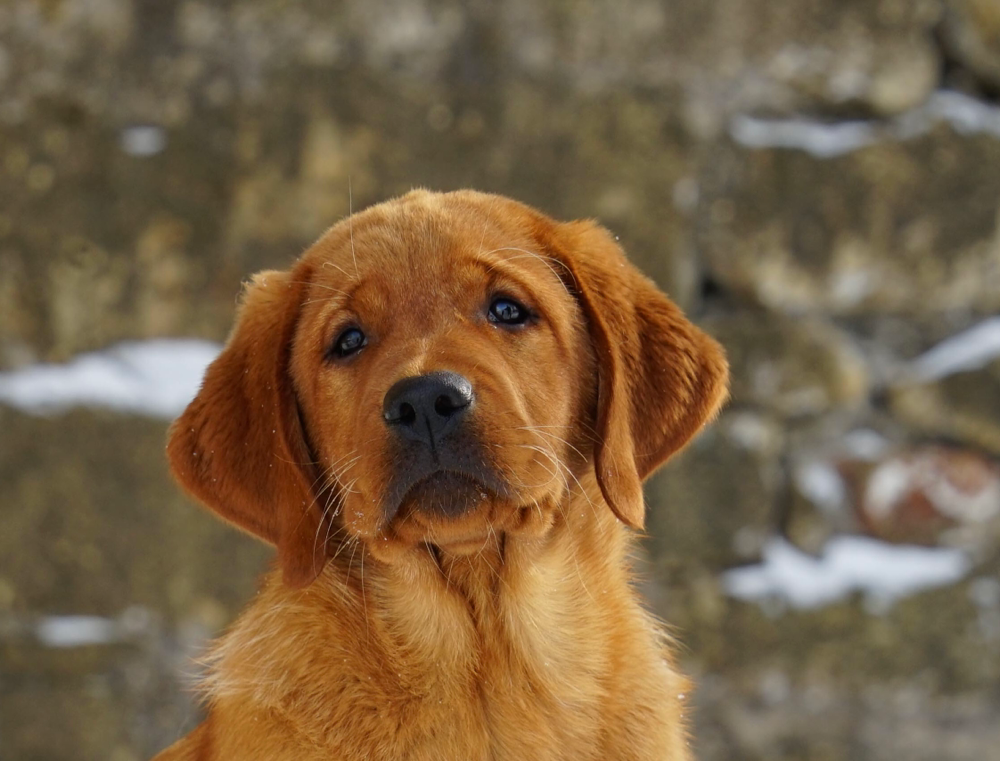 CH Pt. Iron Hill's God Is My Strength, "Gabriella”! Golden & Labrador