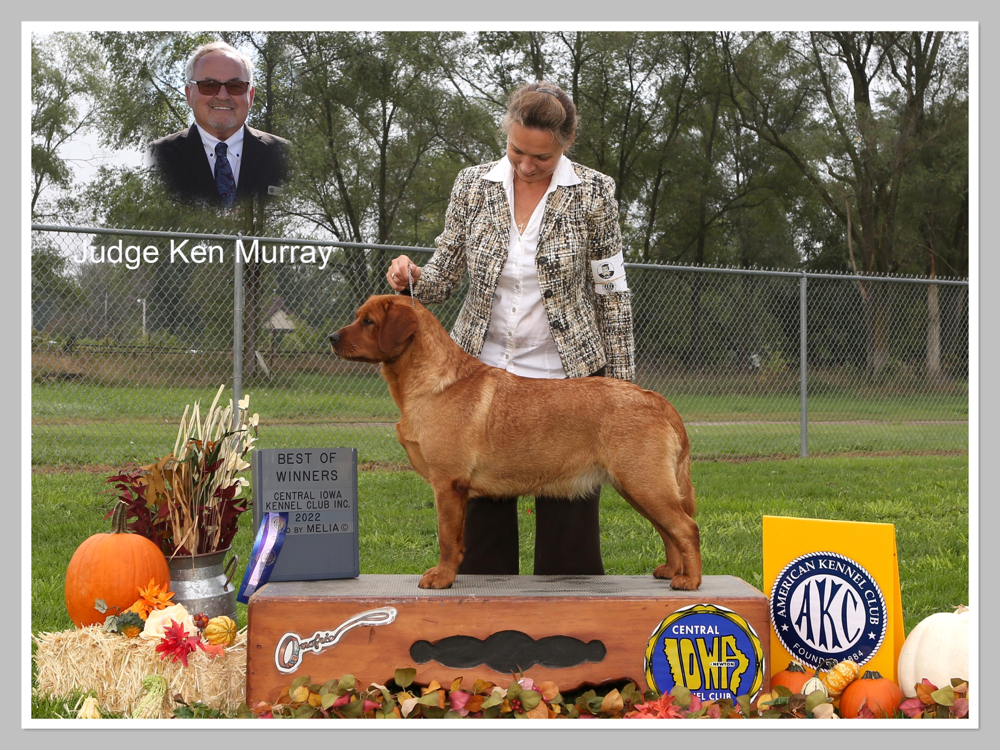 Ch. Ptd. Iron Hill’s Royal Fortress. “Kimber”. Golden & Labrador