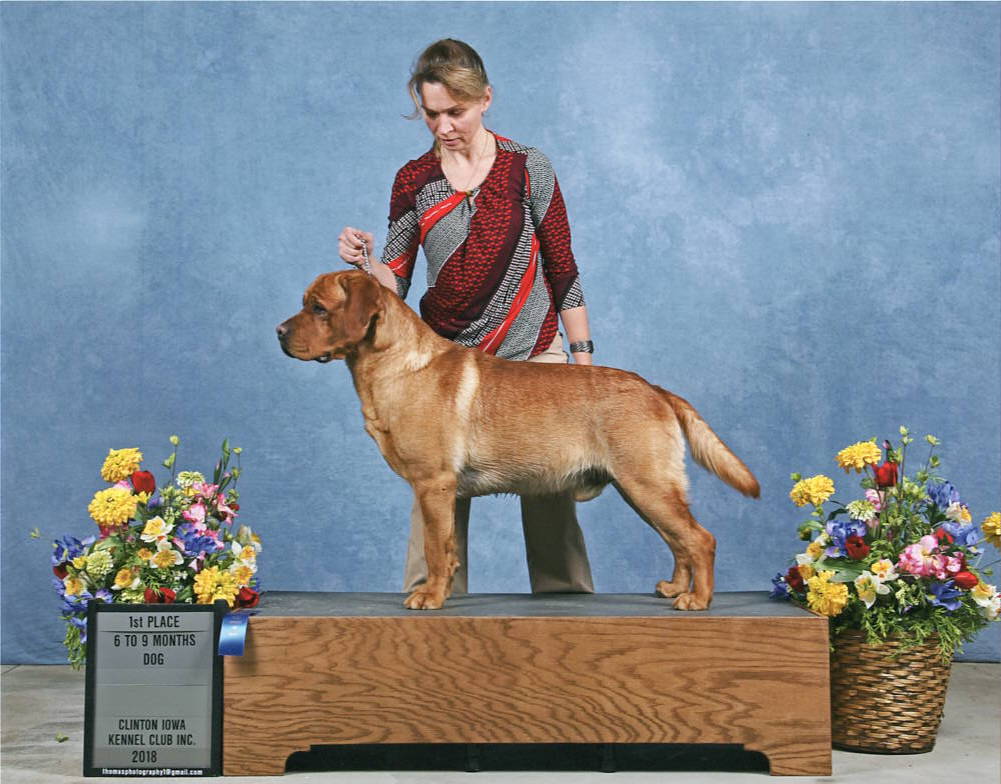 Iron Hill Retrievers - Golden & Labrador Retrievers Iowa