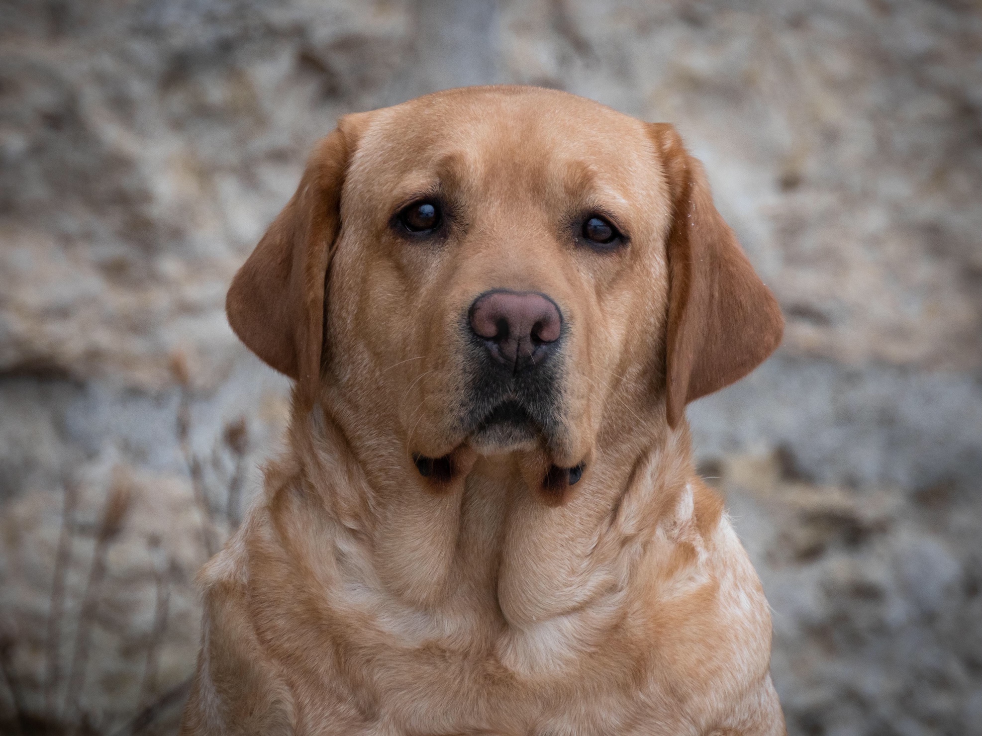 Retired Golden & Labrador Retrievers Iowa