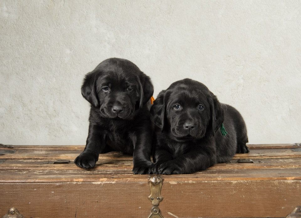 Bucky {Puppy Jake dog in training} & Loki who lives in Des Moines area