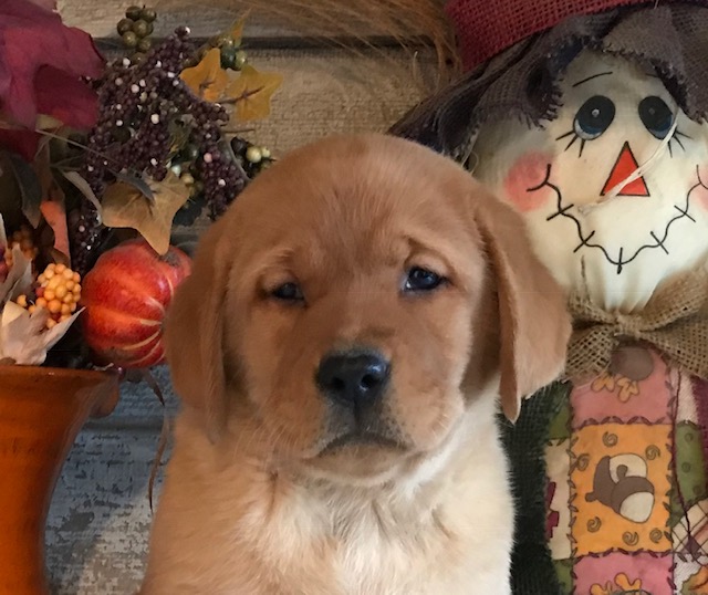 Past Iron Hill Retrievers Labrador Puppies Golden & Labrador