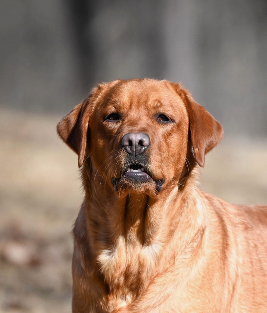 Dams Golden & Labrador Retrievers Iowa