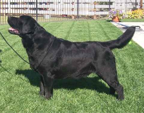 Hyspire labradors outlet