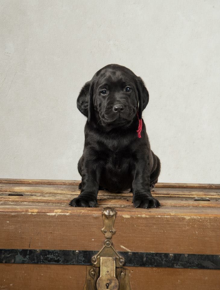 Dean {Puppy Jake dog in training} at 6 weeks
