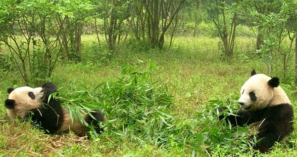 Mahlzeit bei der Pandas