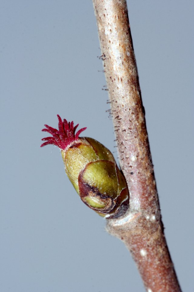 Eine Haselnussblüte an einem Zweig.