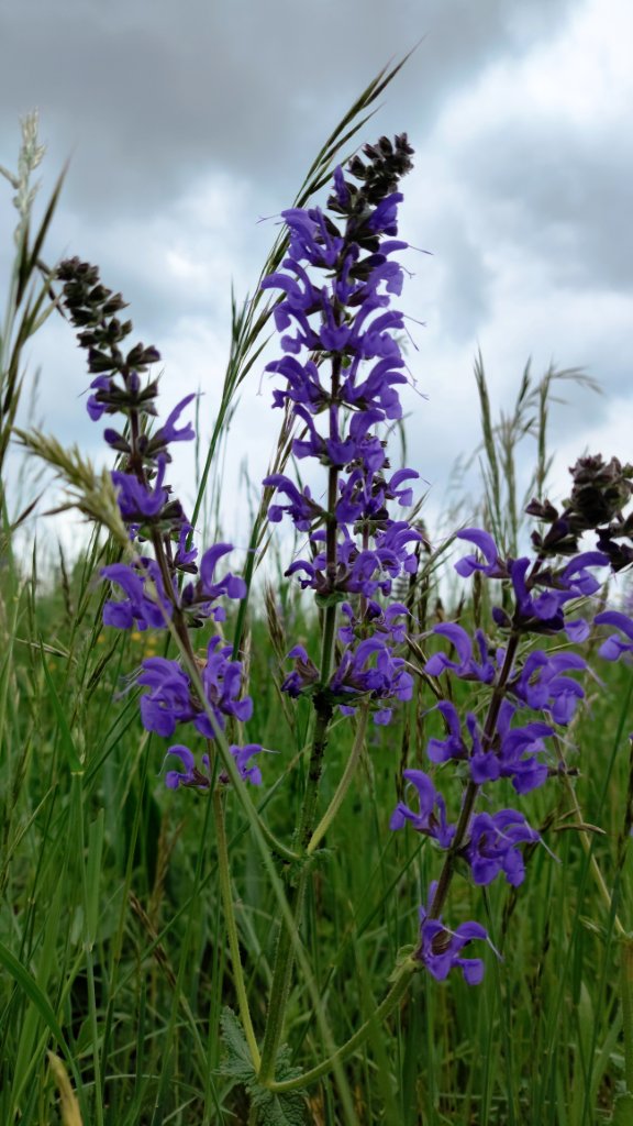 Ein Wiesensalbei mit blauen Blüten in einer grünen Wiese. Darüber ein bewölkter Himmel.