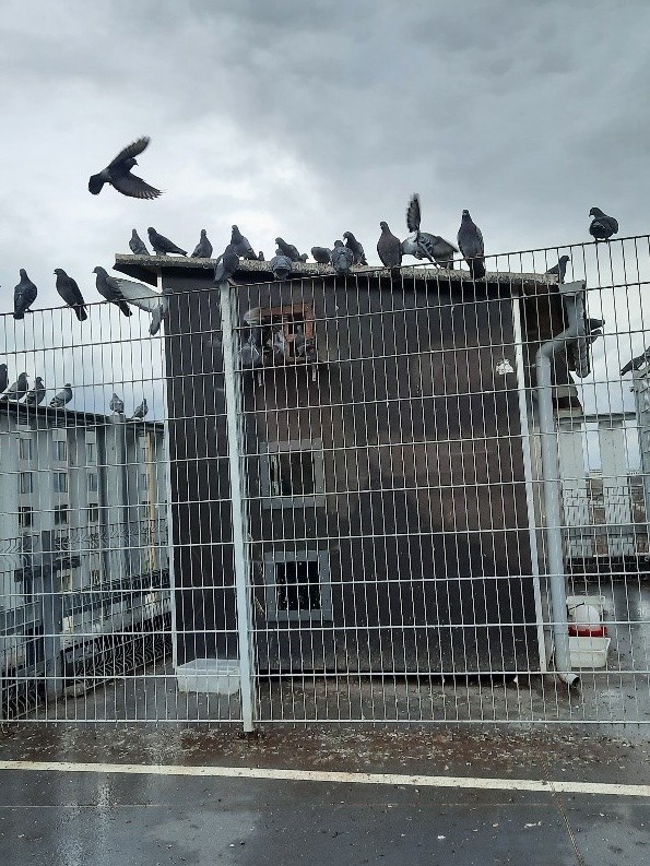 Ein Taubenschlag auf dem Dach eines Gebäudes, davor ein Zaun. Viele Tauben sitzen auf dem Dach des Taubenschlags oder auf dem Zaun.