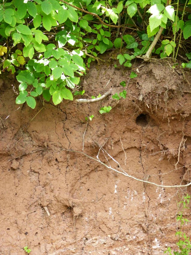 Kreisrunder Eingang zu einer Bruthöhle in einer Erdabbruchkante am Ufer. Oben auf der Abbruchkante wachsen Pflanzen.