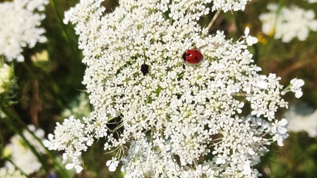 Ein Marienkäfer auf der Blüte einer Wilden Möhre.
