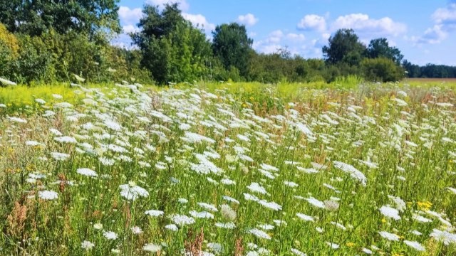 Eine Wildblumenwiese mit vielen blühenden Wilden Möhren. Im Hintergrund eine Reihe Büsche und Bäume und blauer Himmel.