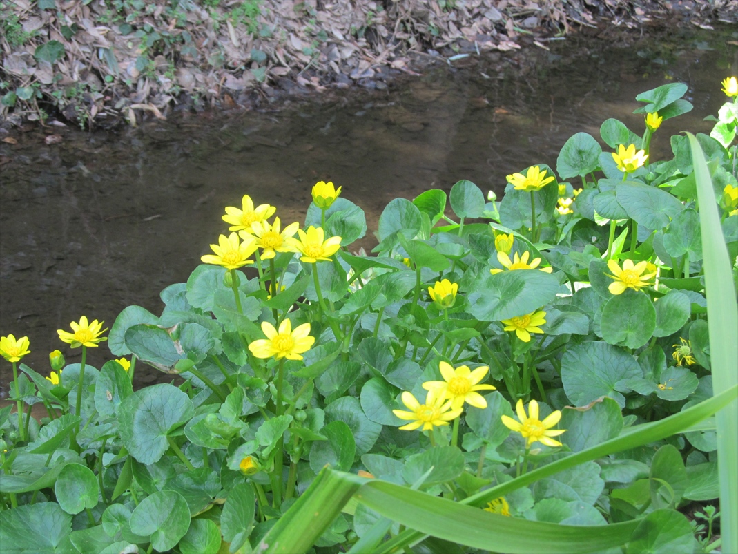 ヒメリュウキンカの花がきれいです