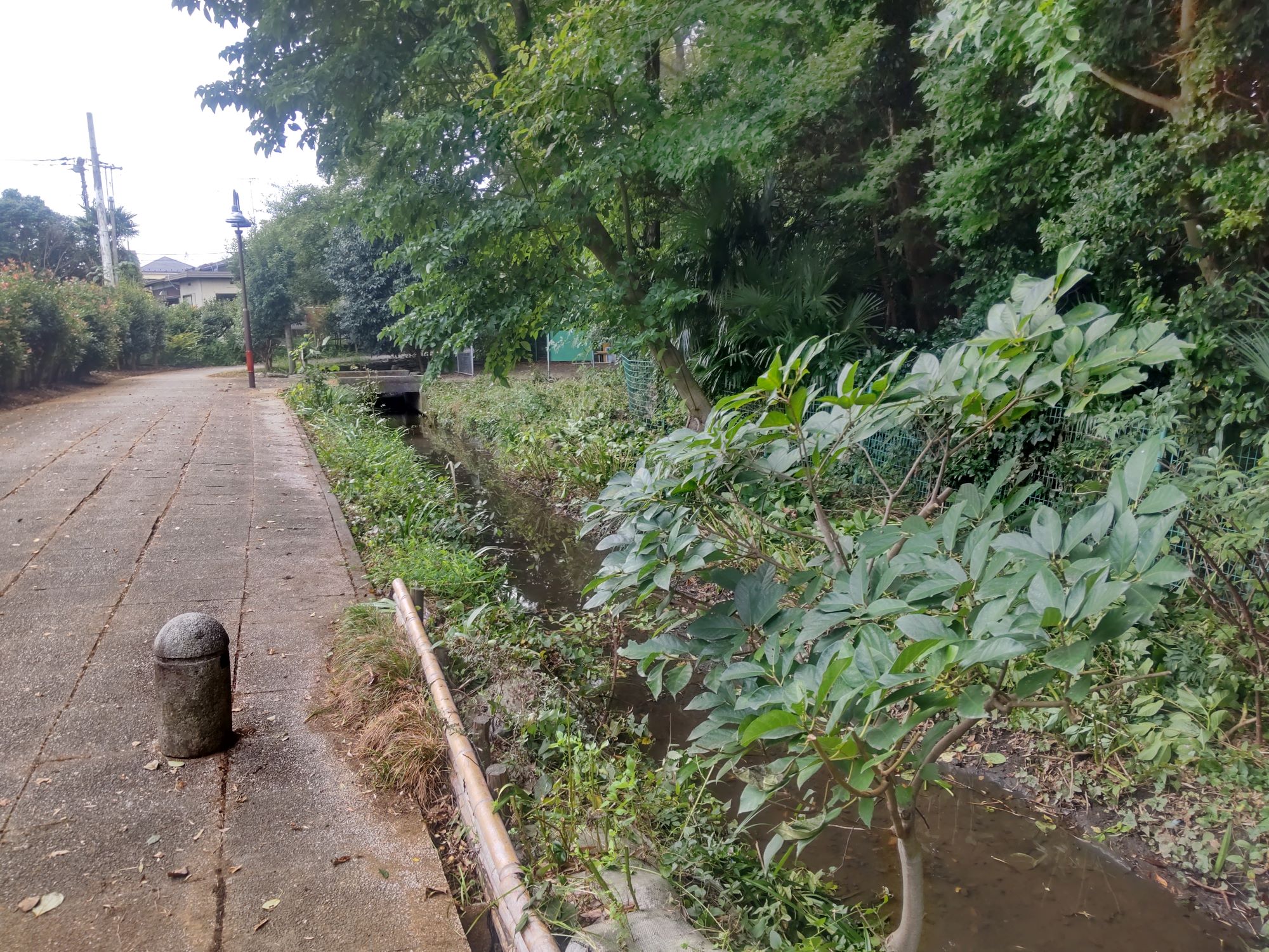 樹木剪定したホタル水路