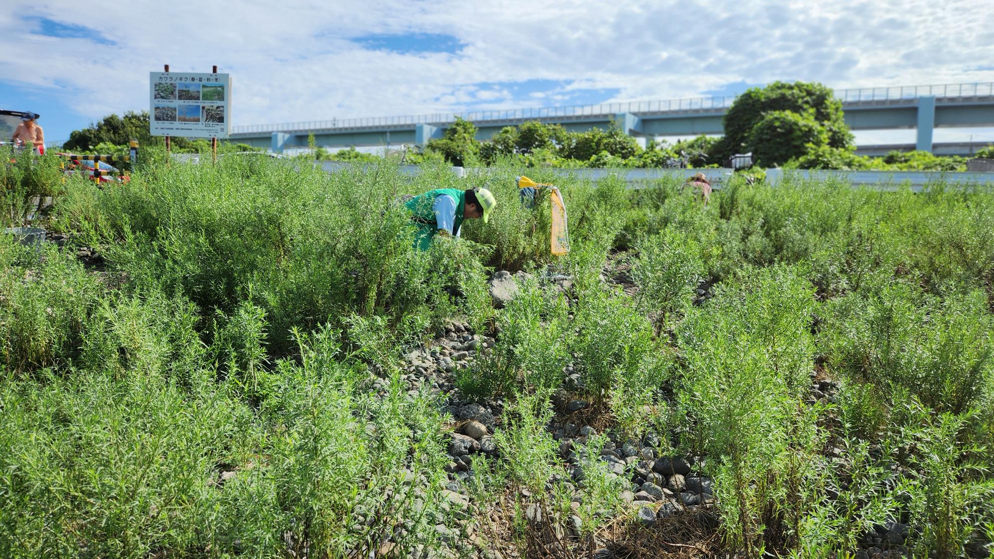 圃場入口の整備