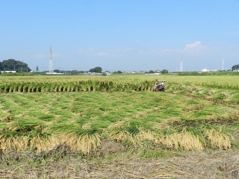 リサイクルセンター南の田んぼでは稲刈りが始まりました