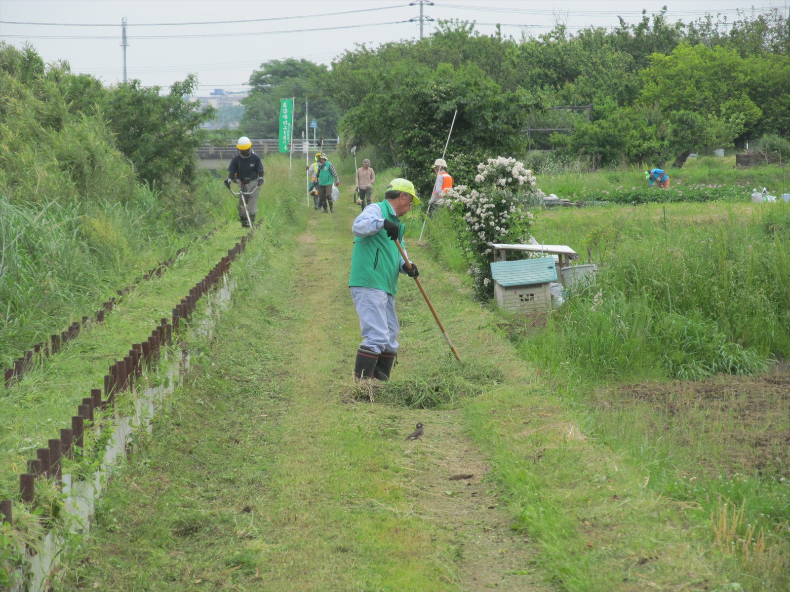 草刈再開