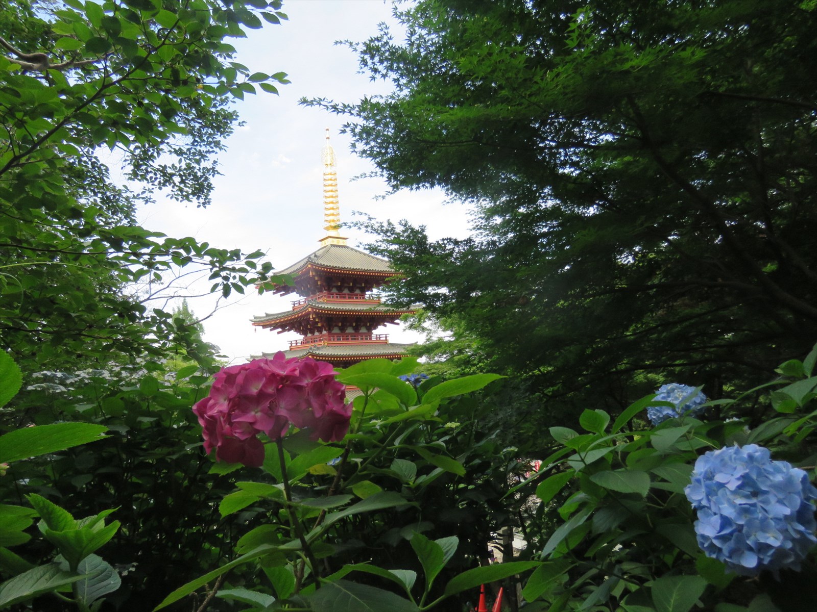 境内のアジサイと五重塔