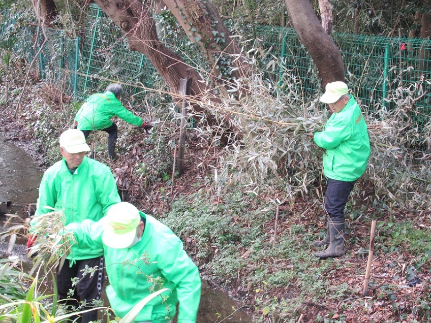 作業中　枯れた竹の運搬