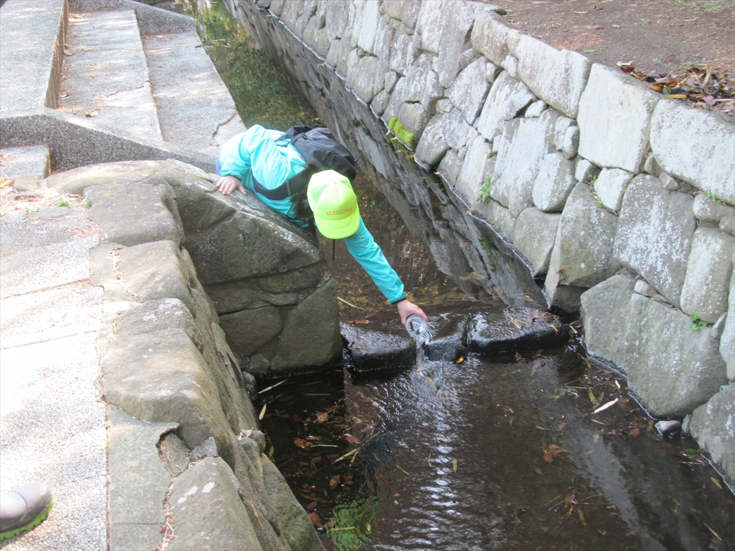 放流中_水路上流部での初放流