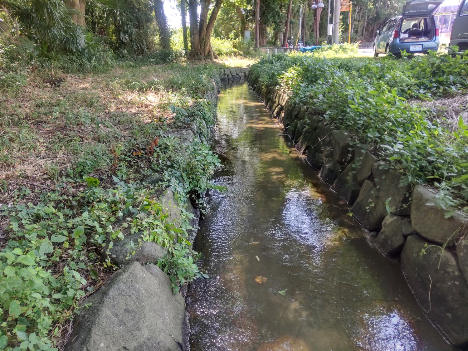 デッキブラシをかけた水路下流部