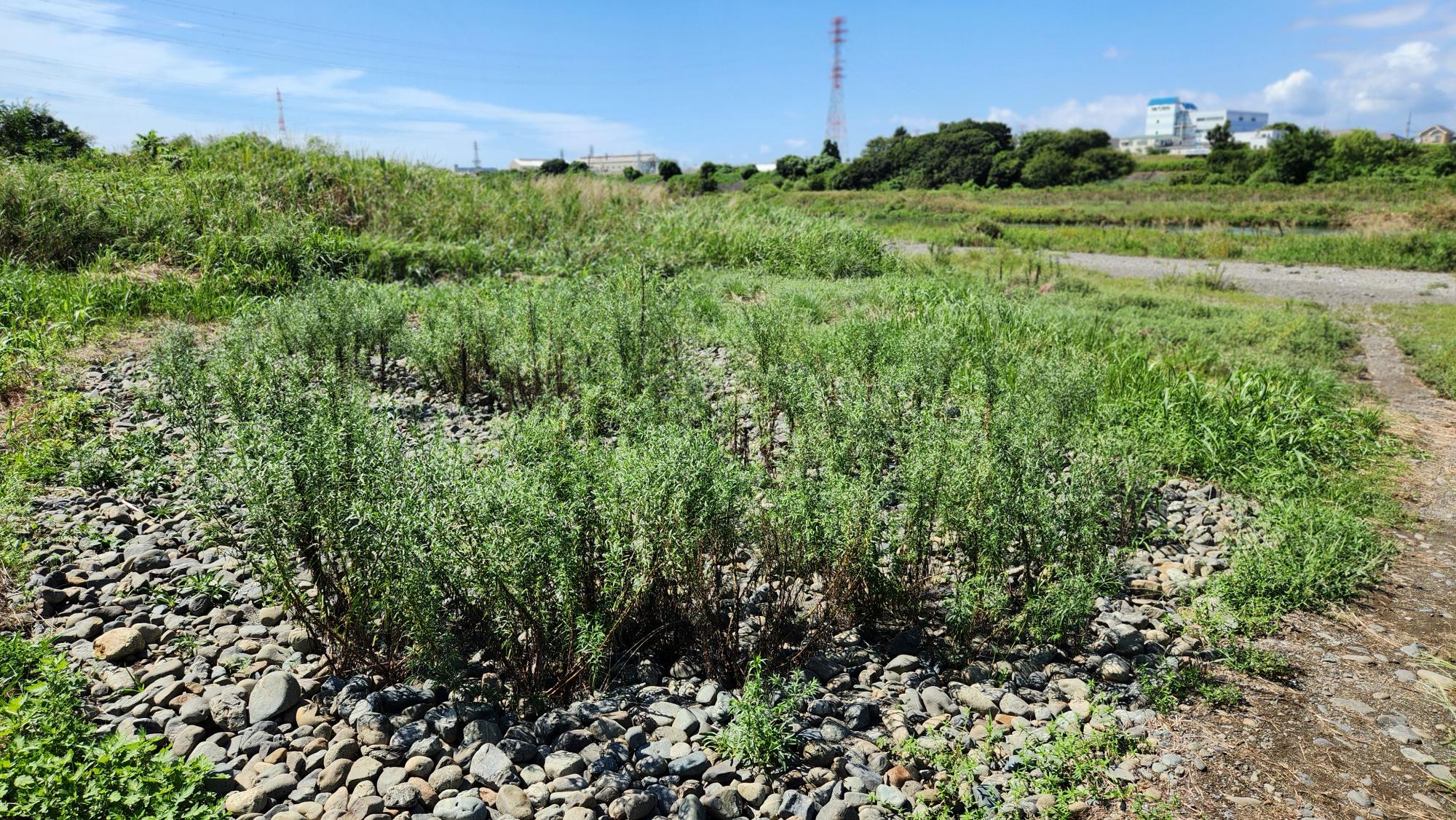 Miさん作成の円形圃場