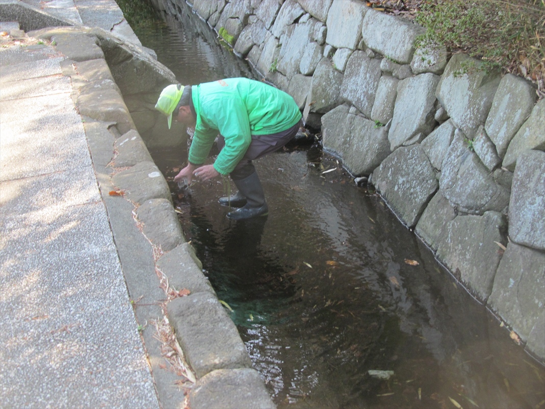放流中_水路上流部での初放流