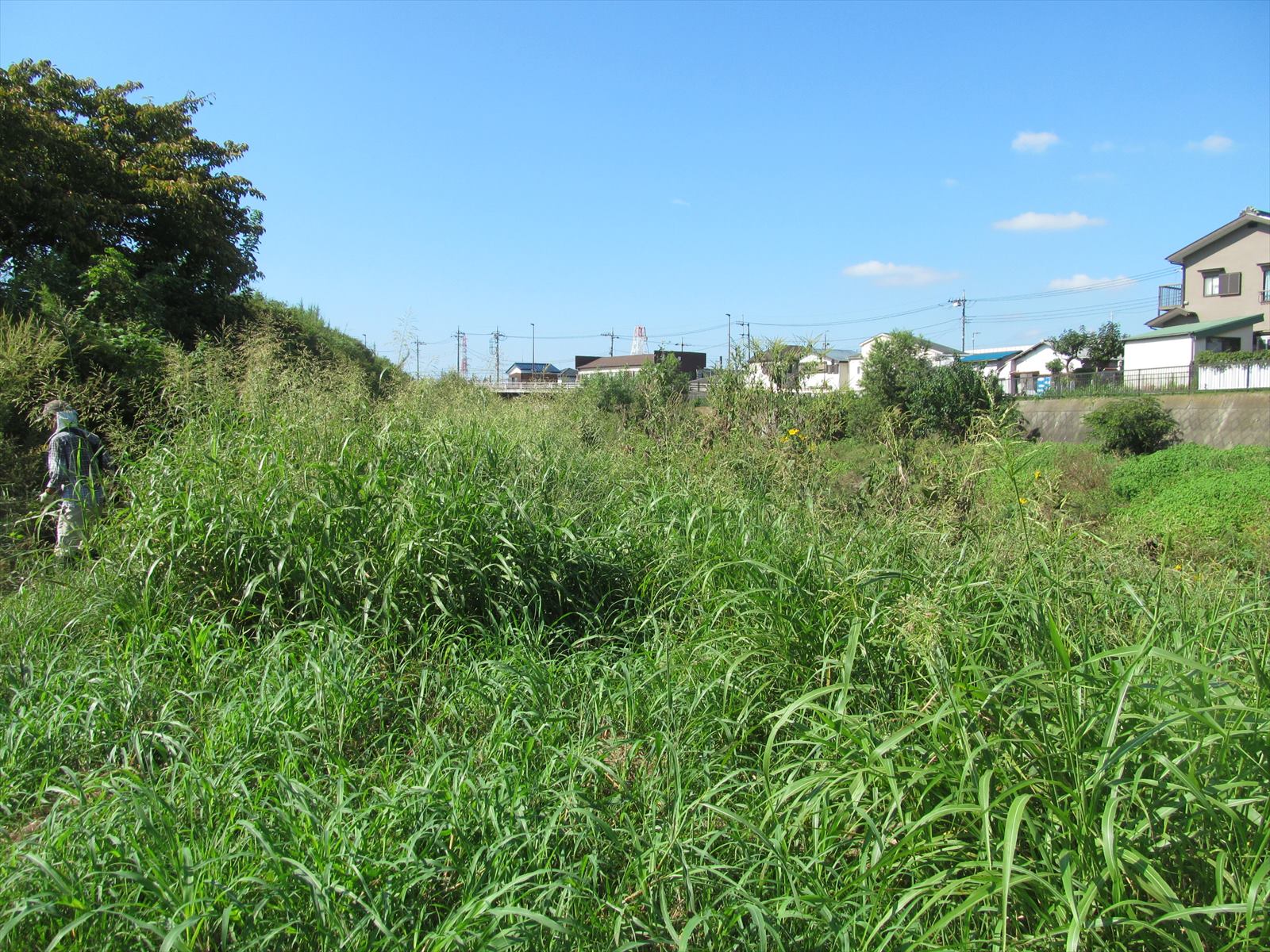 草刈前