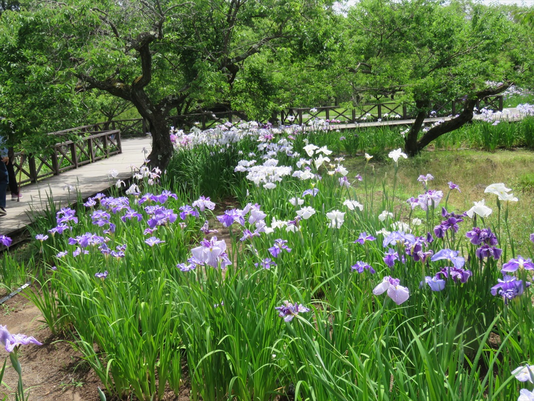 菖蒲園