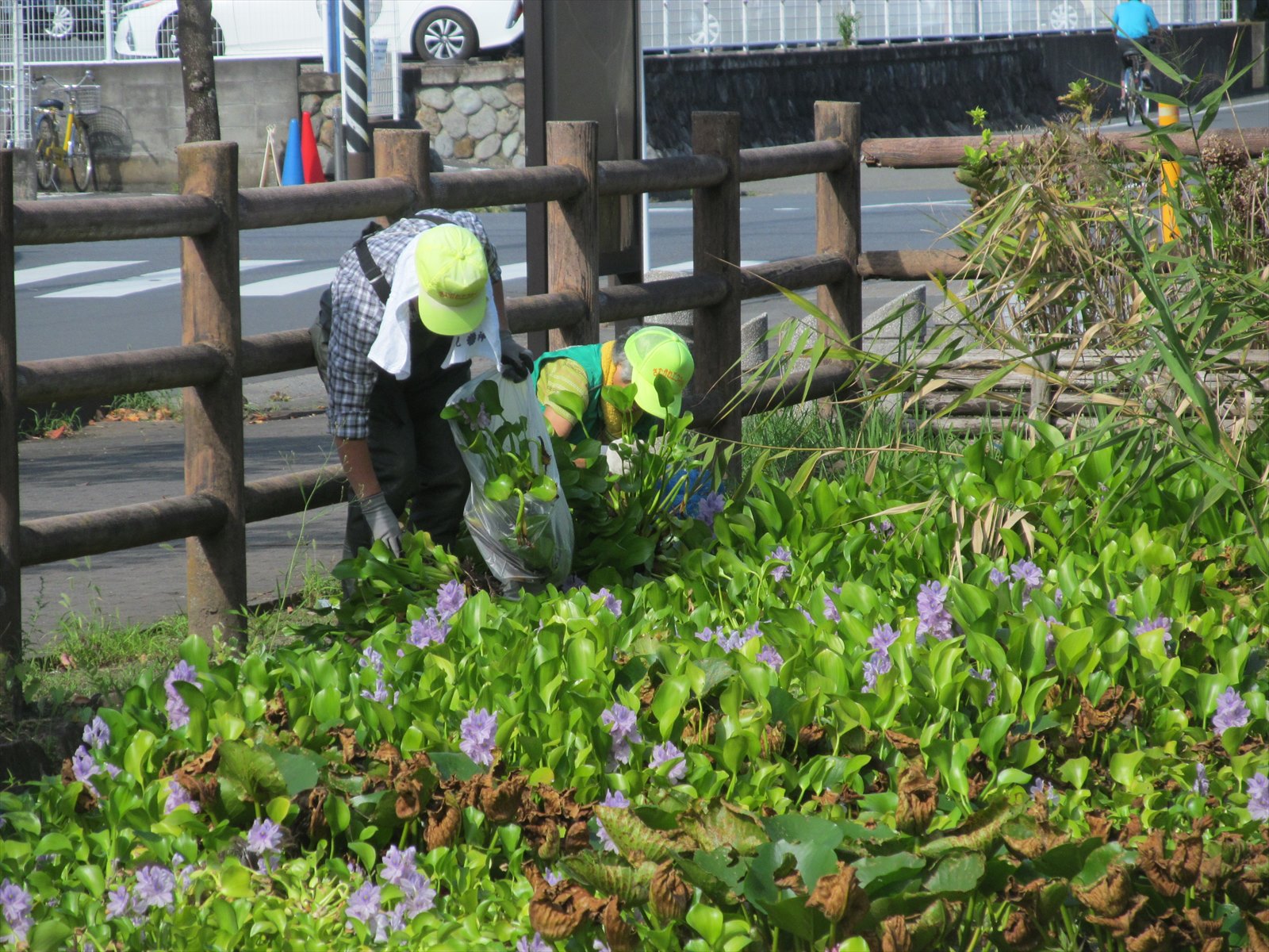 一部で繁茂していたホテイアオイも除去しました。
