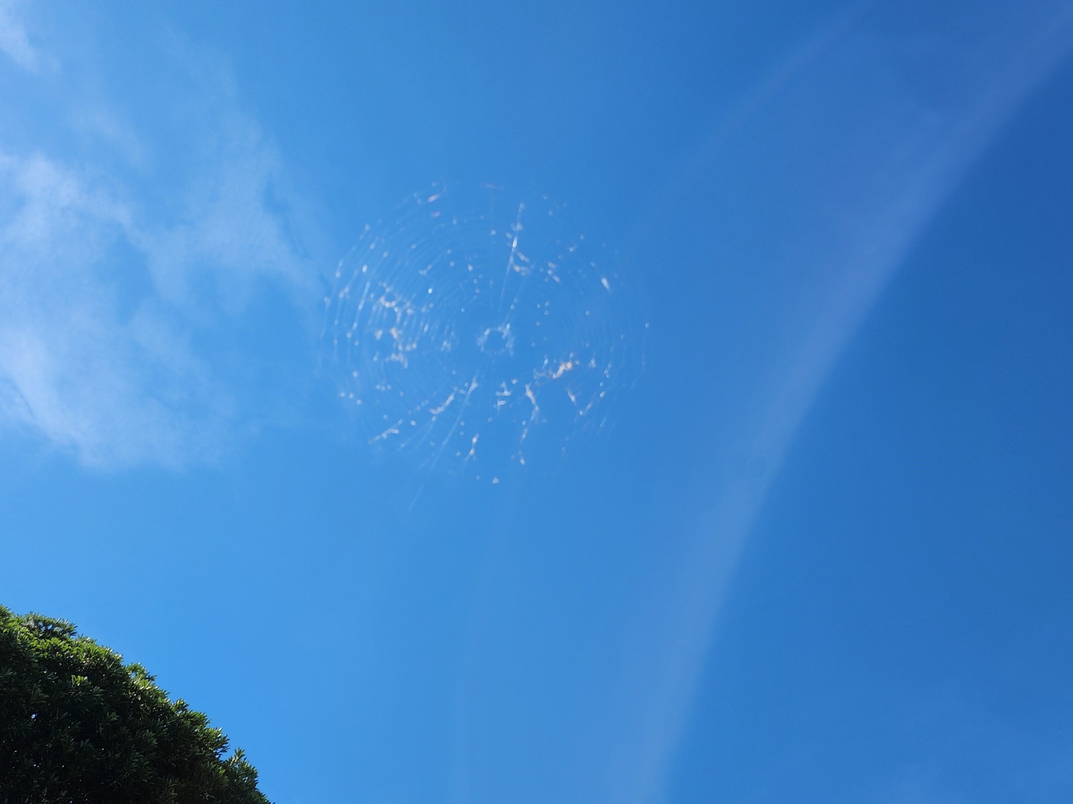 空にクモの巣_今日も頑張ろう！